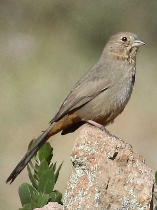 Canyon Towhee CANT