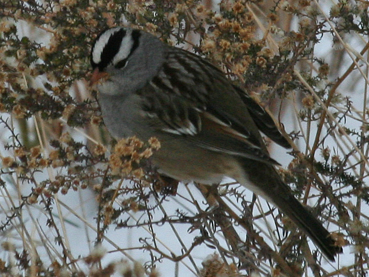 White-crowned Sparrows WCSP