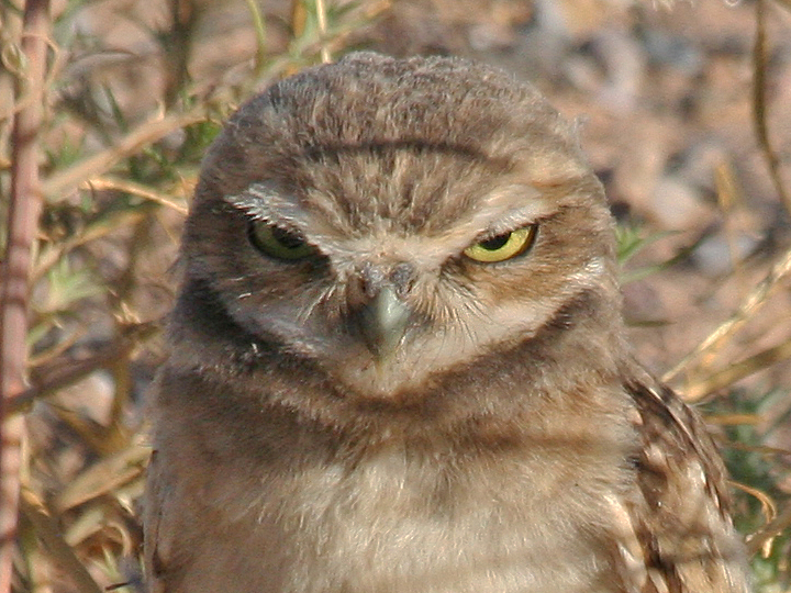 Burrowing Owl BUOW