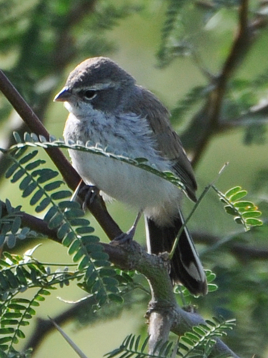 Black-throated Sparrow BTSP