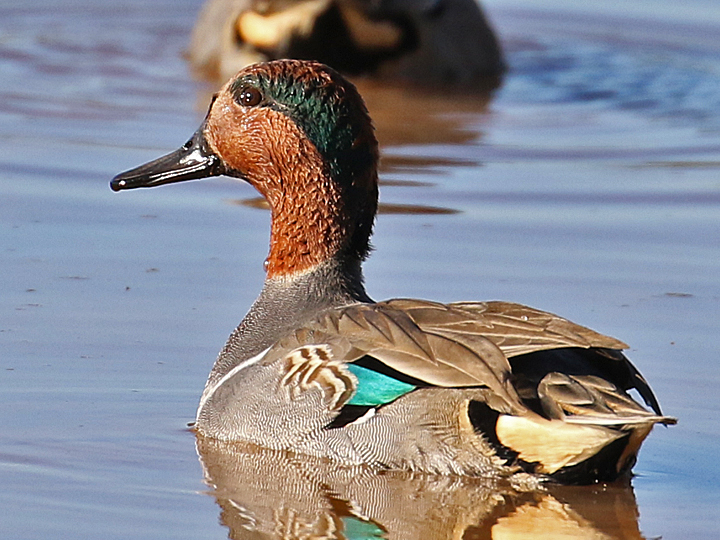 Green-winged Teal GWTE