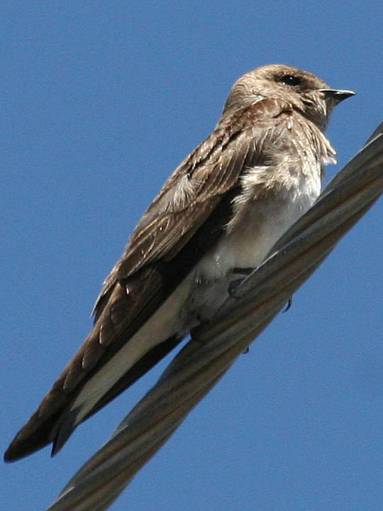 Northern Rough-winged Swallow NRWS