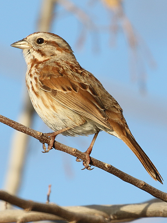 Song Sparrow SOSP