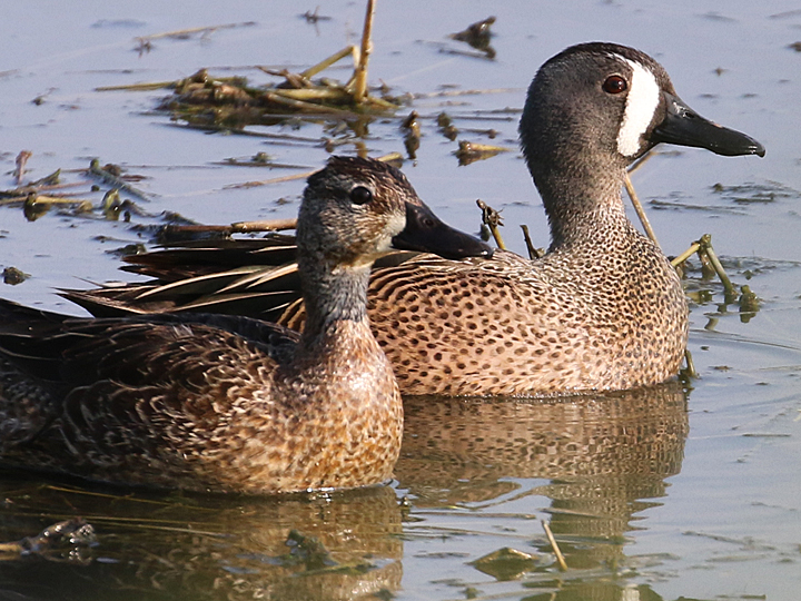 Blue-winged Teal BWTE