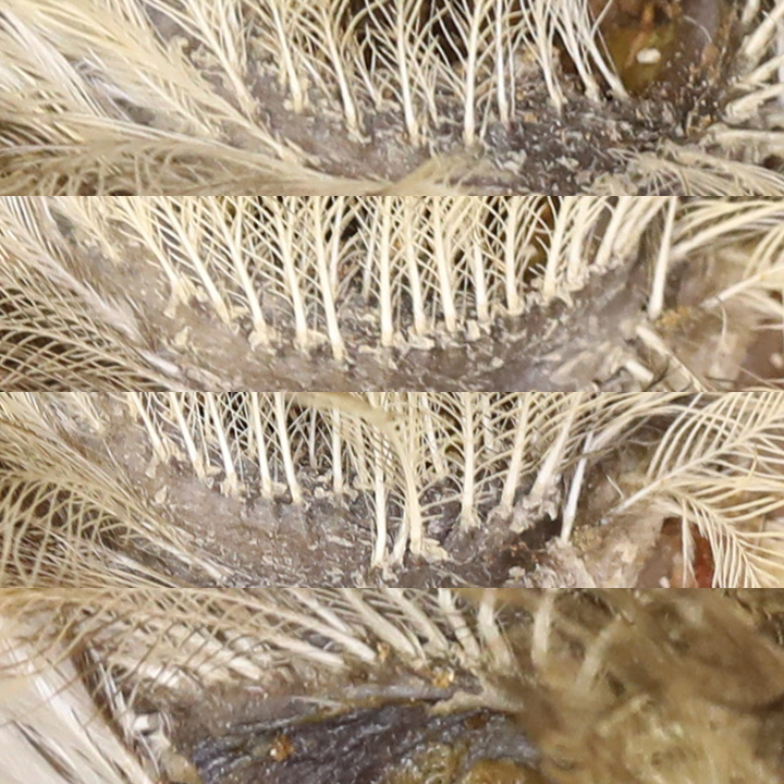 Burrowing Owl BUOW feather tracks