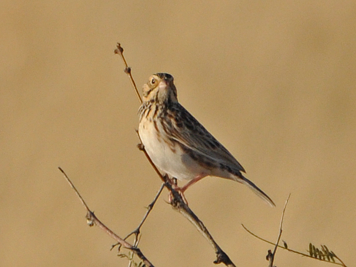 Baird's Sparrow BAIS