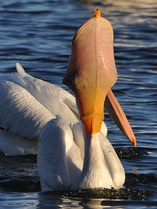 American White Pelican AWPE