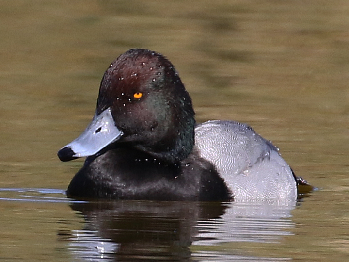 Greater Scaup GRSC