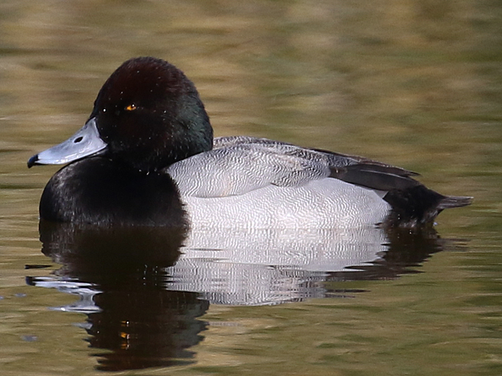 Greater Scaup GRSC