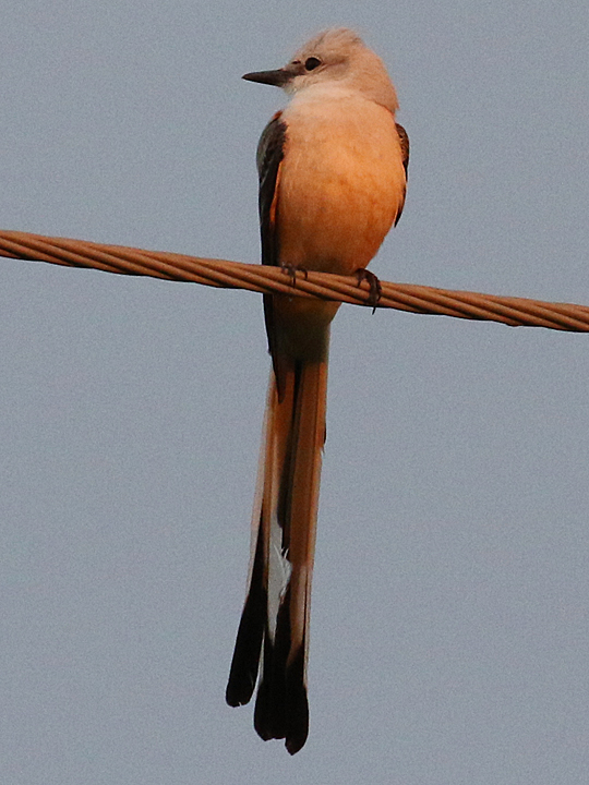 Scissor-tailed Flycatcher STFL