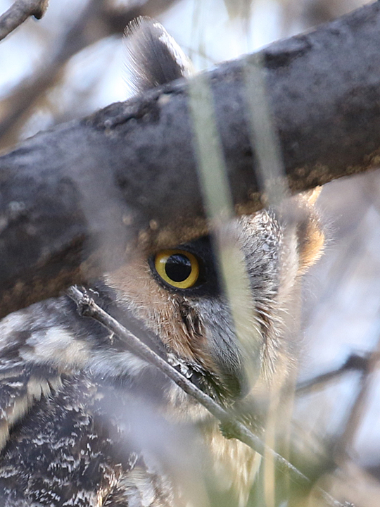 Long-eared Owl LEOW