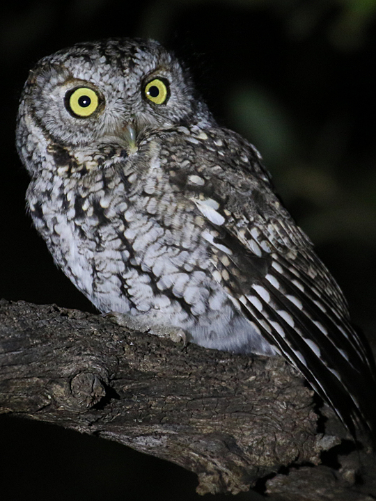 Whiskered Screech-Owl WHSO