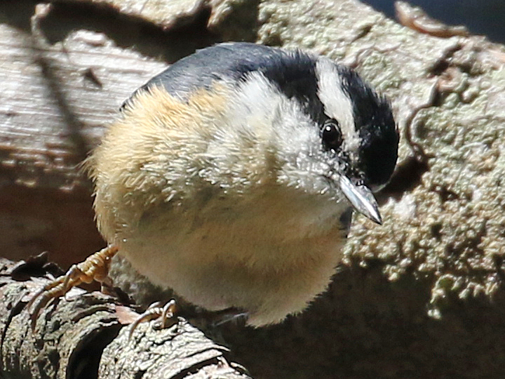 Red-breasted Nuthatch RBNU