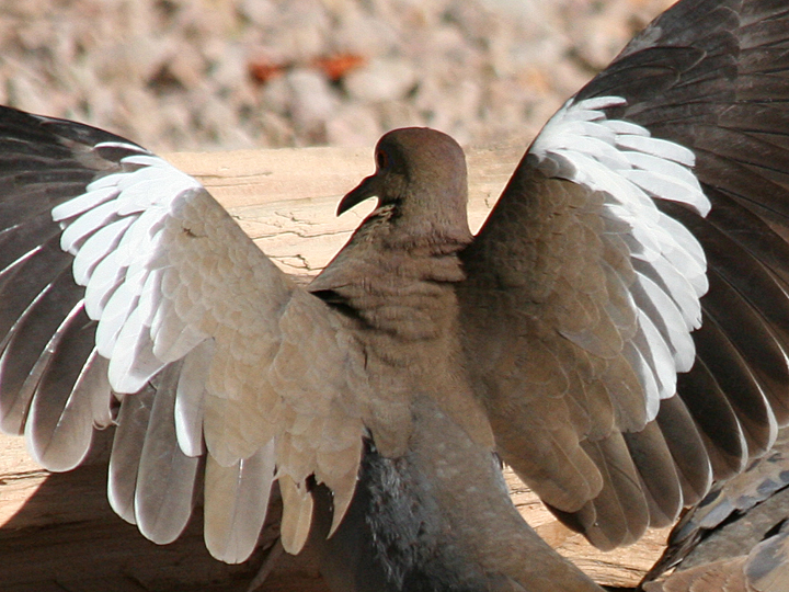 White-winged Dove WWDO