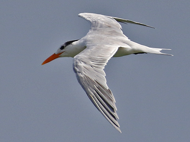 Royal Tern ROYT
