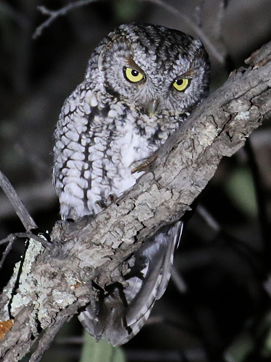 Whiskered Screech-Owl WHSO