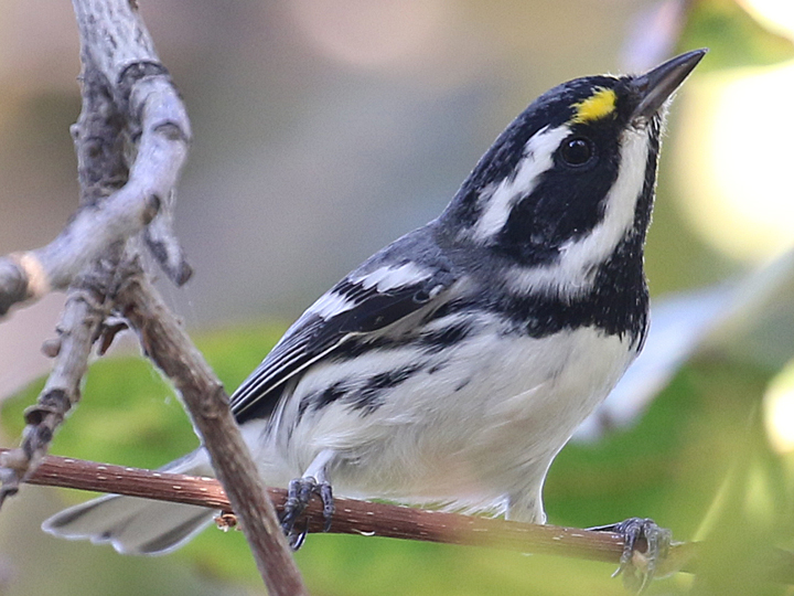 Black-throated Gray Warbler male