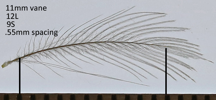 Common Goldeneye COGO auricular sonus feather