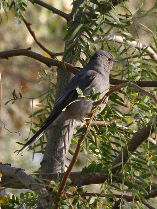 Townsend's Solitaire TOSO