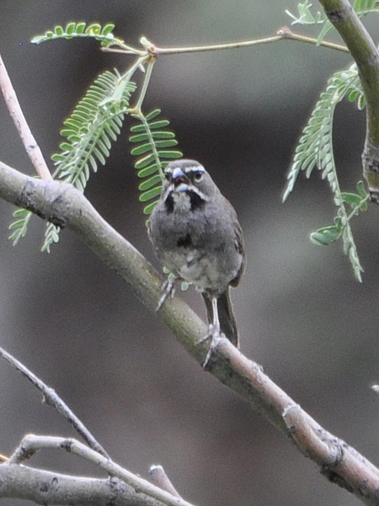 Five-striped Sparrow FSSP