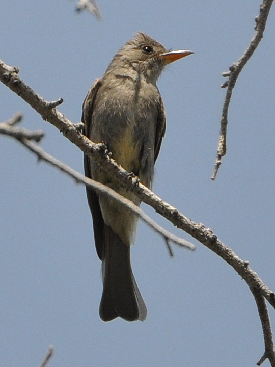 Greater Pewee GRPE