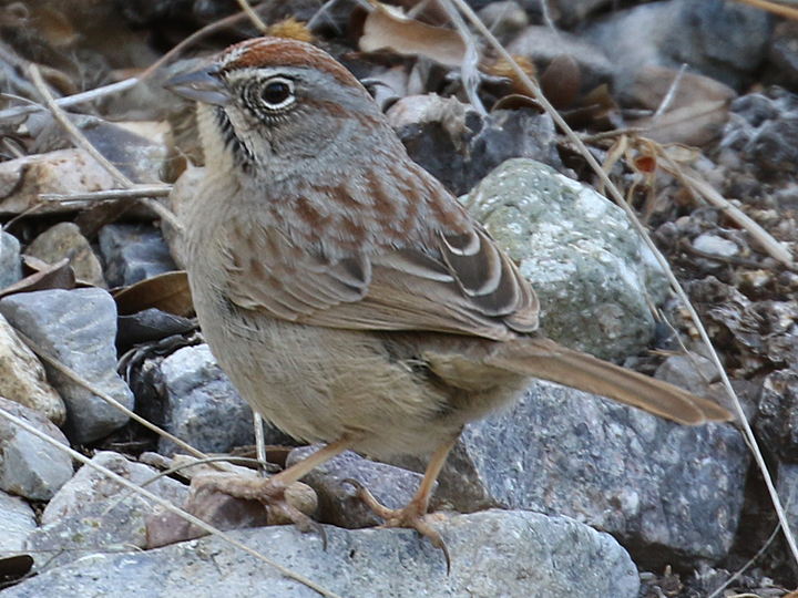 Rufous-crowned Sparrow RCSP