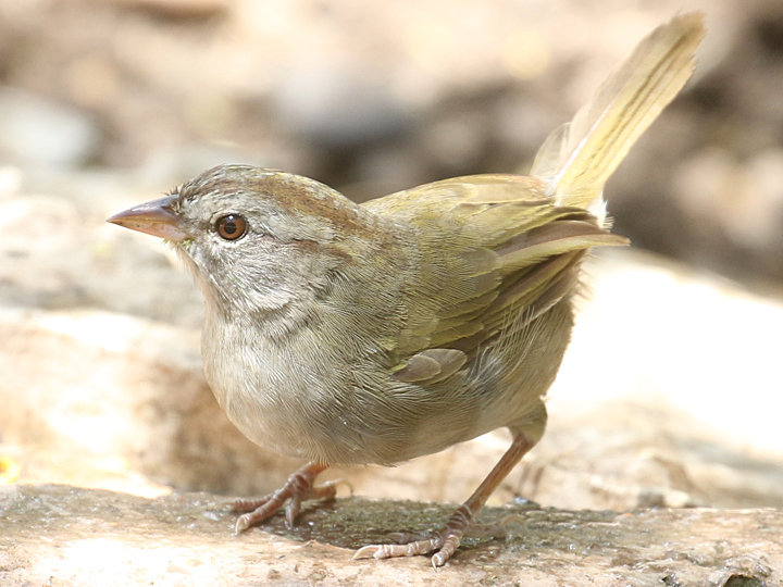 Olive Sparrow OLSP