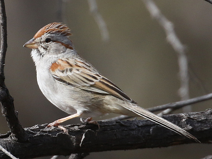 Rufous-winged Sparrow RWSP