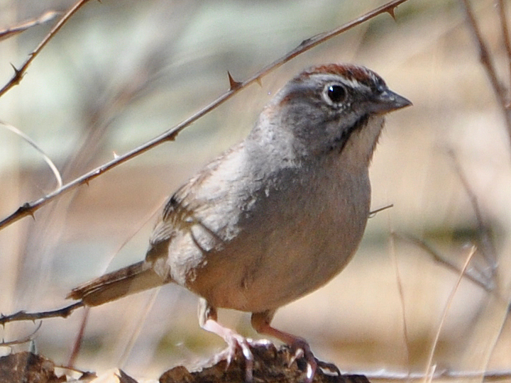 Rufous-crowned Sparrow RCSP