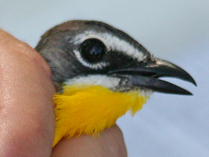 Yellow-breasted Chat YBCH