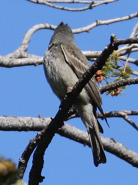 Greater Pewee GRPE