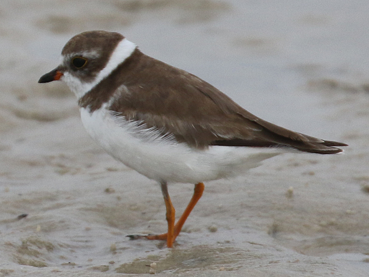 Semipalmated Plover SEPL