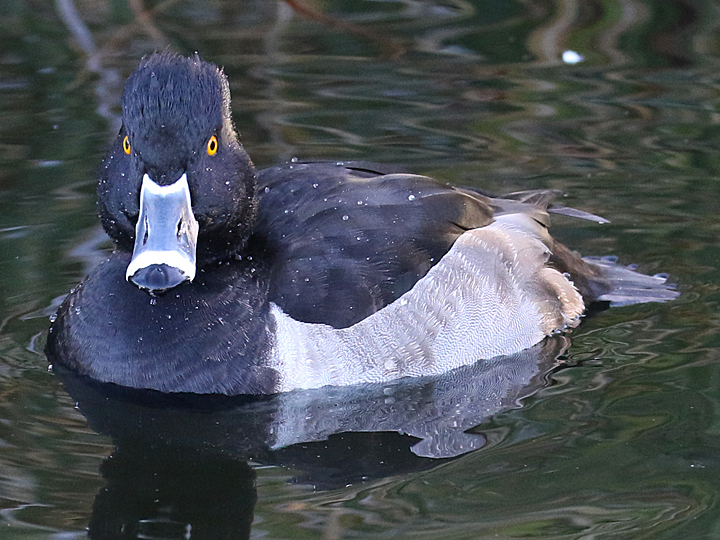 Ring-necked Duck RNDU