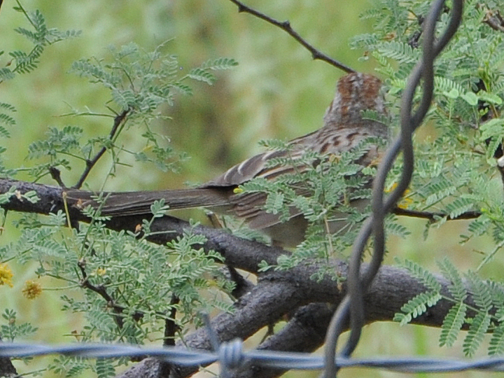 Rufous-winged Sparrow RWSP