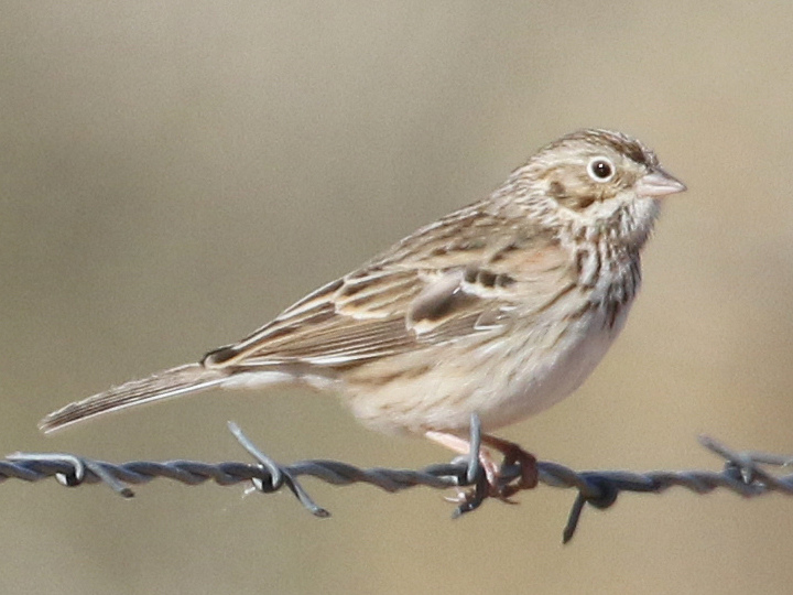 Vesper Sparrow VESP