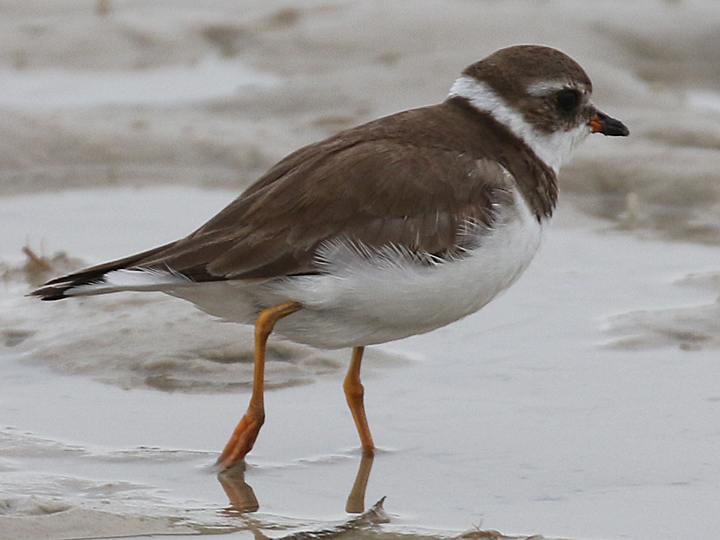 Semipalmated Plover SEPL