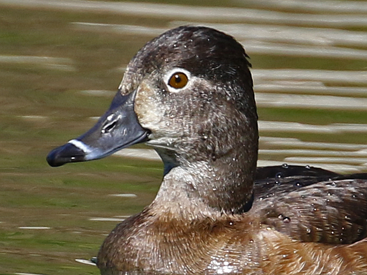 Ring-necked Duck RNDU