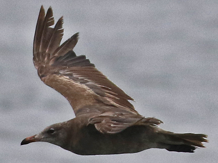 Heermann's Gull HEEG