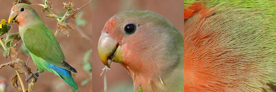 Rosy-faced Lovebird RFLO