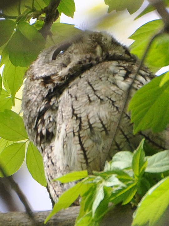 Eastern Screech-Owl EASO