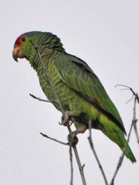 Red-crowned Parrot RCPA