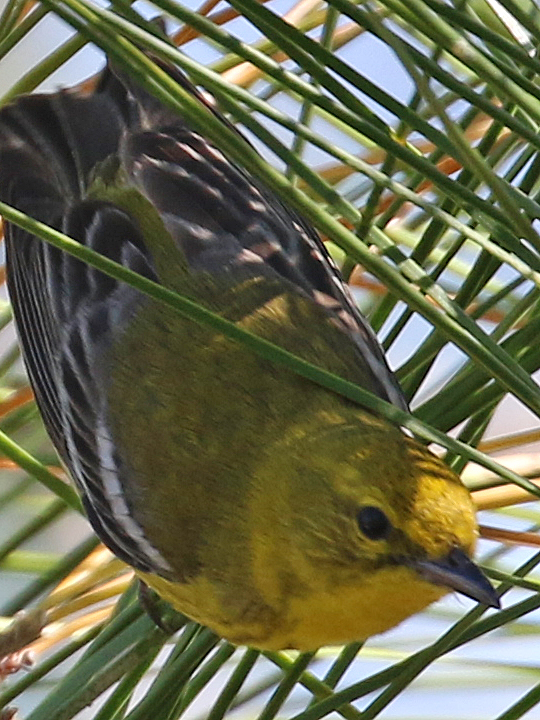 Pine Warbler PIWA
