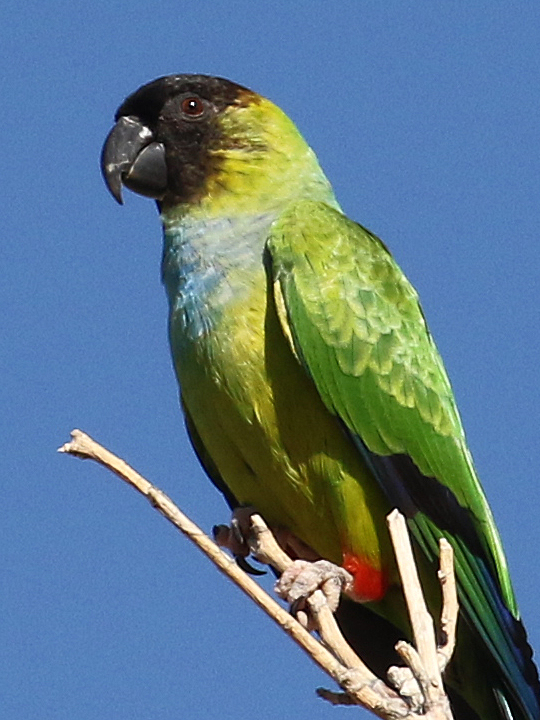 Nanday Parakeet NAPA