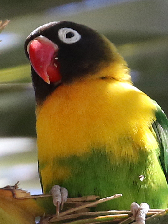 Yellow-collared Lovebird YCLO