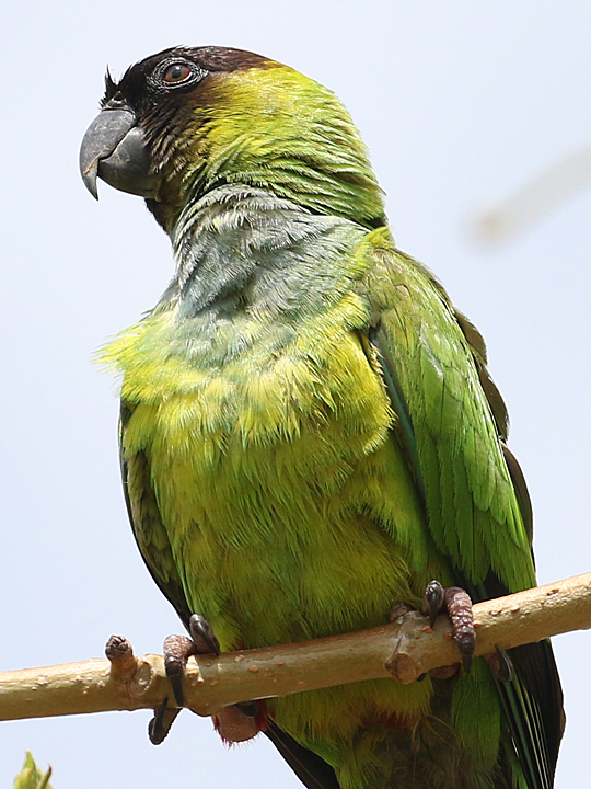 Nanday Parakeet NAPA