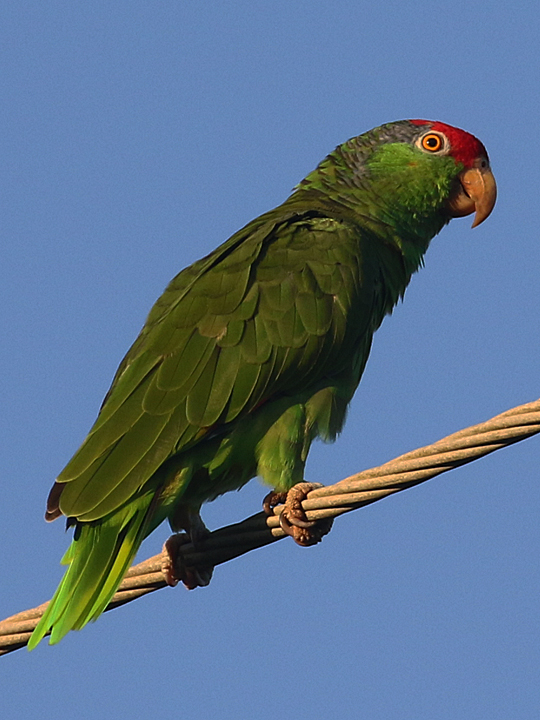 Red-crowned Parrot RCPA