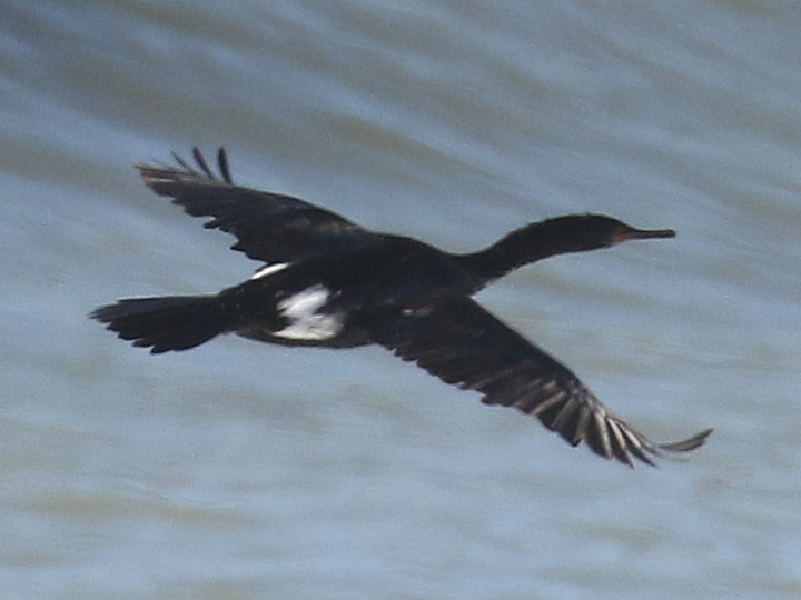 Pelagic Cormorant PECO