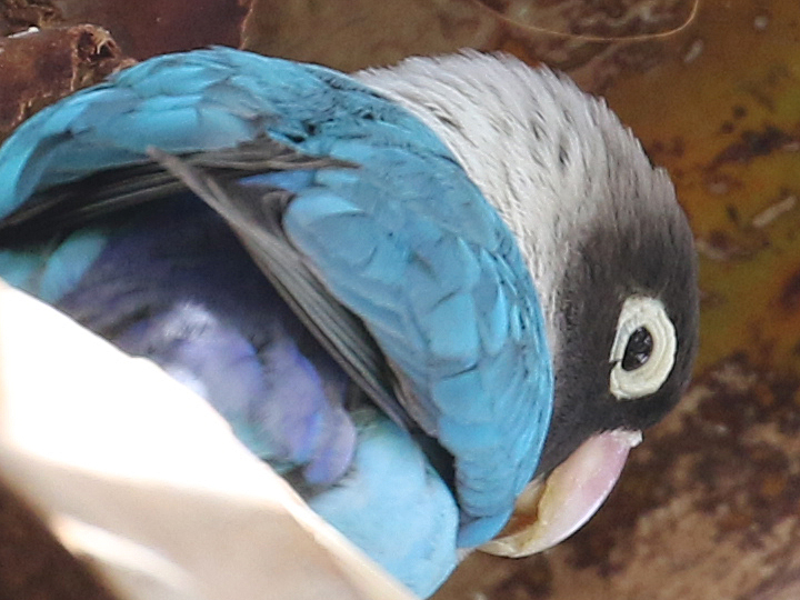 Yellow-collared Lovebird blue morph BMLO