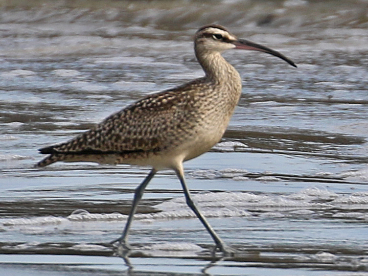 Whimbrel WHIM