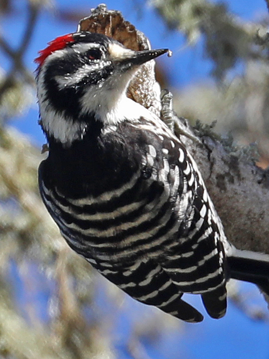 Nuttall's Woodpecker NUWO